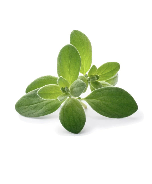 Sweet Marjoram Seeds - 100 Pack - Edible Culinary Medicinal Herb - Origanum Majorana