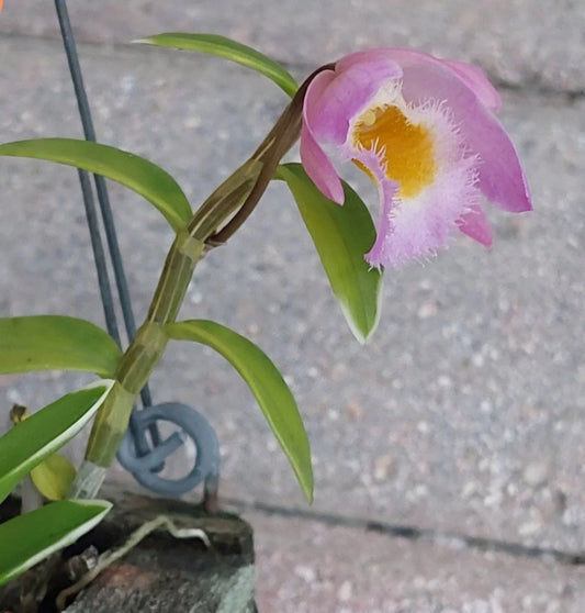 Live Rooted Orchid Plant - Variegated Dendrobium Loddigesii with Floral Scented Flowers - Perfect for Home Decor