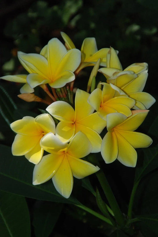 Plumeria Cutting 15”-20” Fresh Florida Grown Frangipani (Plumeria spp.)