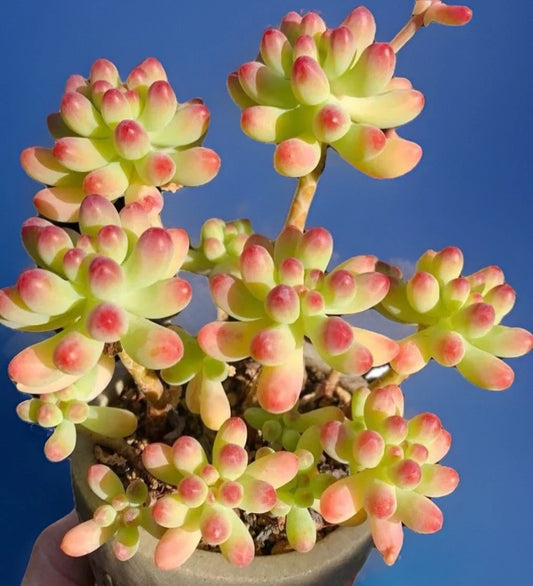 7-Inch Pink Sedum Pachyphyllum Rare Live Succulent Plant Cluster, Rooted Healthy, Perfect for Indoor Decor