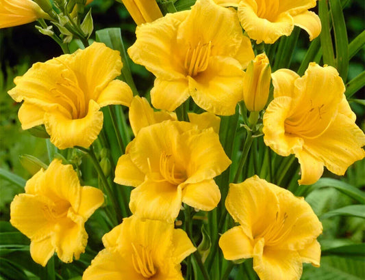STELLA D'ORO Daylily Live Plant - 8 Eyed Clump Bareroot - Hemerocallis 'Stella de Oro' - Perennial Flowering Plant