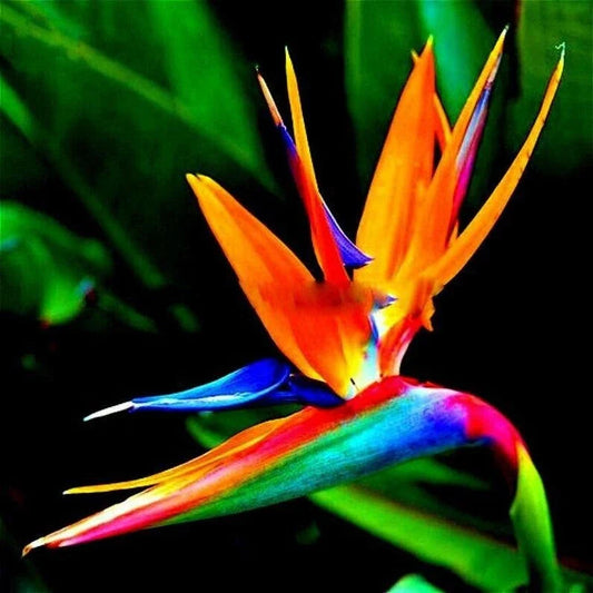 Bird of Paradise Seeds (15) - Tropical Flowering Plant Seeds - Strelitzia reginae - Exotic Garden Starter Kit
