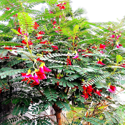 20 Hummingbird Tree Seeds - Agati Flower Plant - Sesbania grandiflora - Rare Tropical Seeds for Gardens