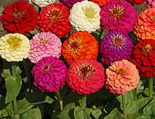 Dahlia Flowered Mix Seeds - 100+ Multicolor Wildflower Zinnia Seeds - Fresh USA Quality