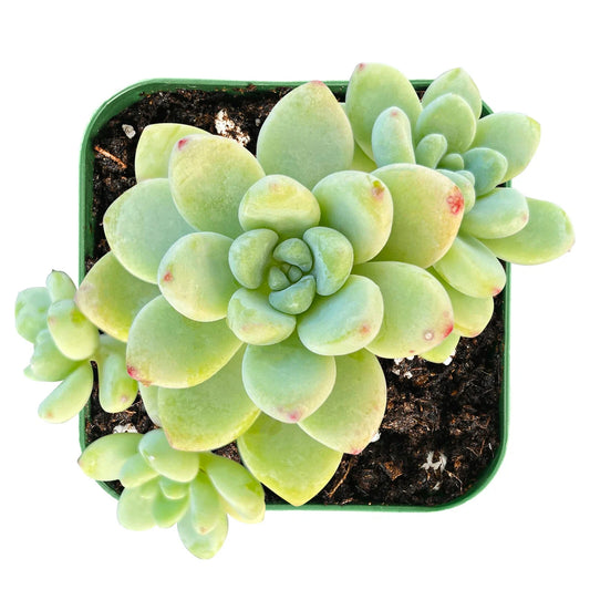 Live Fresh Sedum Clavatum Succulent Plant in 2'' Planter - Fully Rooted Indoor Greenery