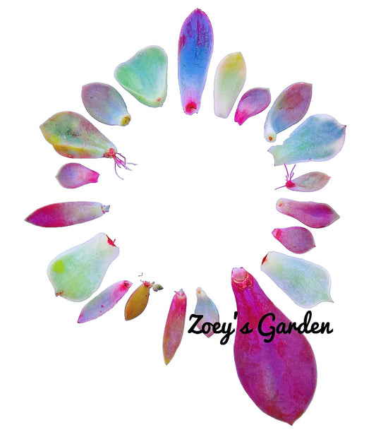 Succulent Plant Leaves for Propagation - Assorted Varieties + Surprise Bonus Leaves Gift - Perfect for Gardening