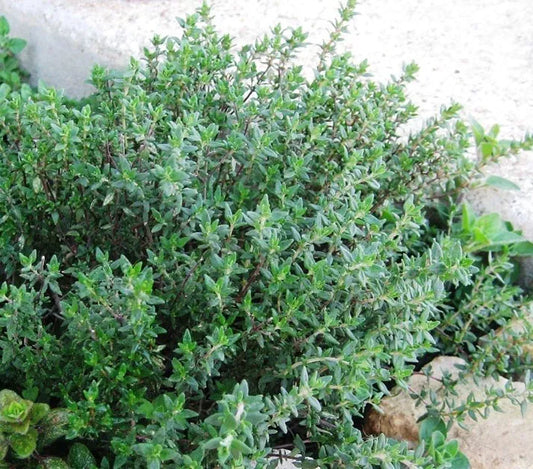 Thyme Seeds 1000+ Heirloom Non-GMO (Thymus vulgaris) - Culinary Herb Seeds for Gardening