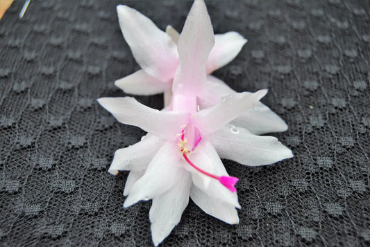 Christmas Cactus Starter Plant - Island Pearl - Schlumbergera Truncata - Well Rooted, Healthy Plant for Home Decor or Gifting