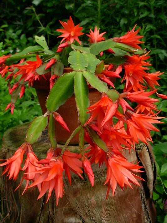 Epiphyllum Orchid Cactus Cutting 6"-10" | Fresh Plant | Succulent Variety | Epiphyllum spp.