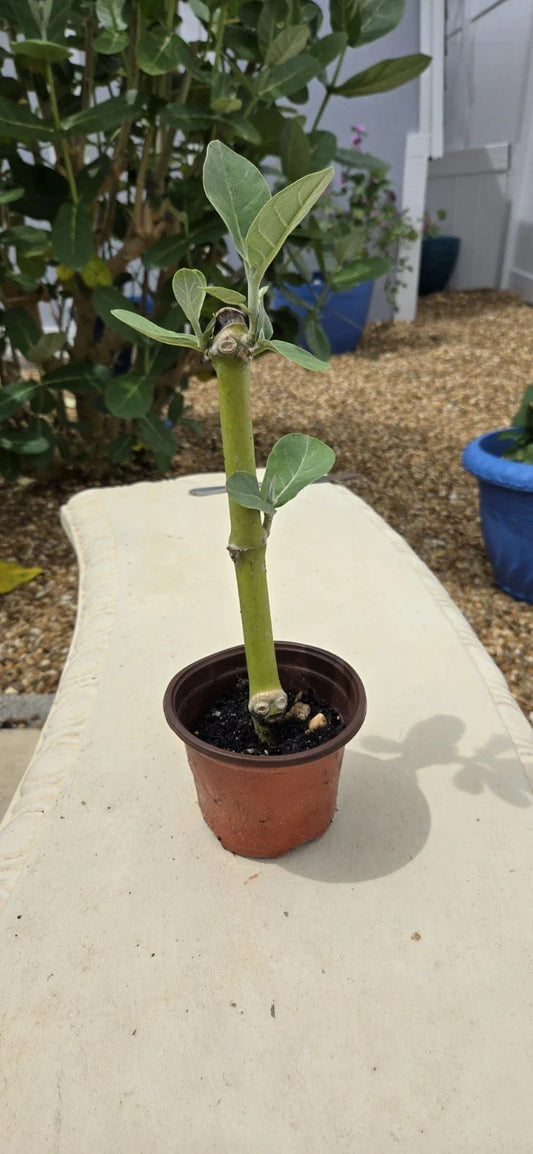 Rooted Calotropis Gigantea Starter Plant, Purple Giant Milkweed, 4 Inch Pot, Easy Care Houseplant