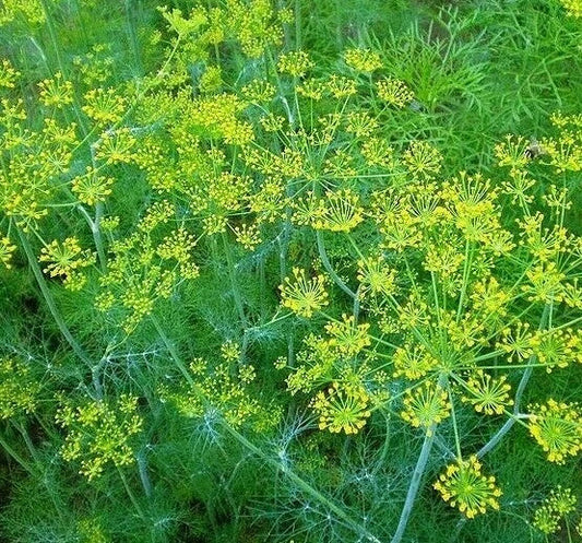 Dill Seeds 500+ Mammoth Long Island Herb Non-GMO Garden Pickling Anethum graveolens