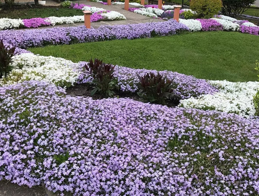 Creeping Phlox Ground Cover Plants Bundle - 40 Bare Root Lavender Deer-Proof Perennials (Phlox subulata) for Landscaping