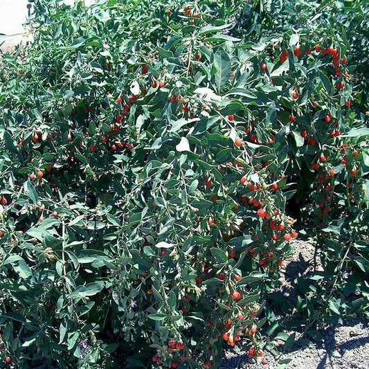 Goji Berry Cuttings 50 Pack Fresh Cuttings From Mature Plant Lycium barbarum, Ready to Flower and Fruit