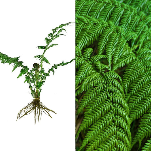 Live 6" Hard Curled Leaf Cyathea Tree Fern - Exotic Rare Texture Bare Root Plant