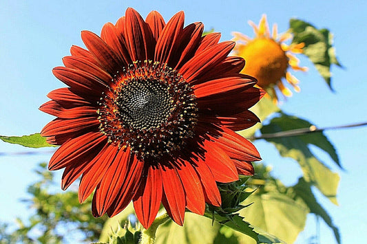 Velvet Queen Tall Sunflower Seeds - 100+ Non-GMO Heirloom Red & Orange Flowers (Helianthus annuus)