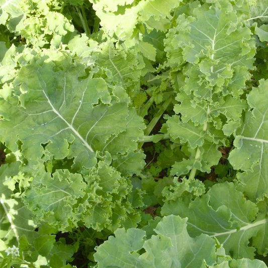 Siberian Dwarf Kale Seeds, NON-GMO, Winter Hardy Cruciferous Vegetable, Brassica napus