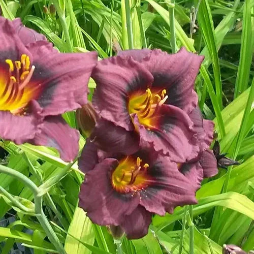 Hemerocallis 'Siloam Plum Tree' Daylily Bareroot with One Mature Eye - Purple Flowering Perennial Plant
