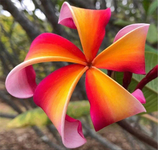 Rooted Plumeria Cutting 13" Teresa Wilder Tropical Flowering Plant (Plumeria spp.)