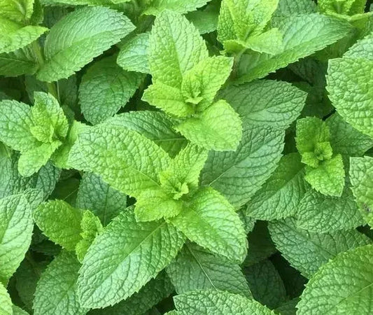 Spearmint Seeds 500++ Non-GMO Heirloom Mentha spicata Herb for Gardening and Culinary Use