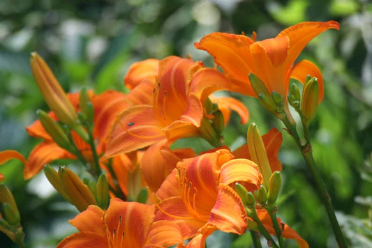 Orange Day Lily Bare Root Plants - 'Tawny Ditch Lily' - Hardy Aquatic Perennial (Hemerocallis fulva) for Pond or Bog