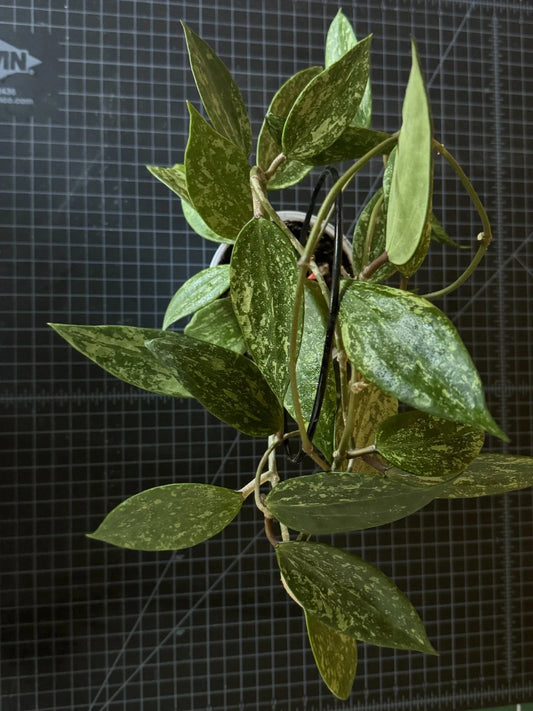 Hoya Cutting 1 Node Hoya Rangsan (Hoya sp.) - Rare Indoor Plant Propagation
