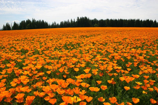California Poppy Seeds - 500+ Orange Seeds - Eschscholzia californica