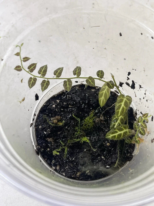 Solanum Ecuador Vine Plant in Pot for Terrarium - Rooted, Ideal for Indoor Gardens, Live Houseplant
