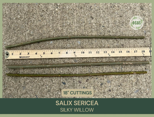 Silky Willow Cuttings Lot of 5 | 18" Fresh Salix sericea | Native Plant Cuttings for Propagation