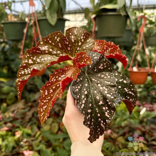 Cracklin Rosie Begonia Seeds - 25+ Pack for Garden Planting - Begonia x tuberhybrida - USA
