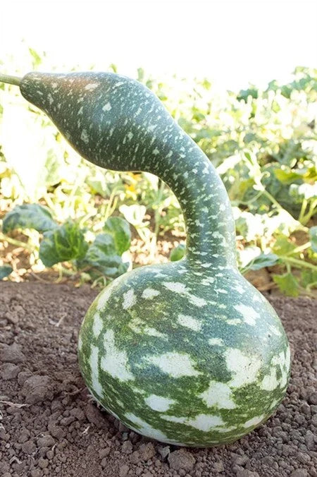 Speckled Swan Gourd Seeds - 10 to 50 Heirloom Seeds for Arts & Crafts (Lagenaria siceraria)