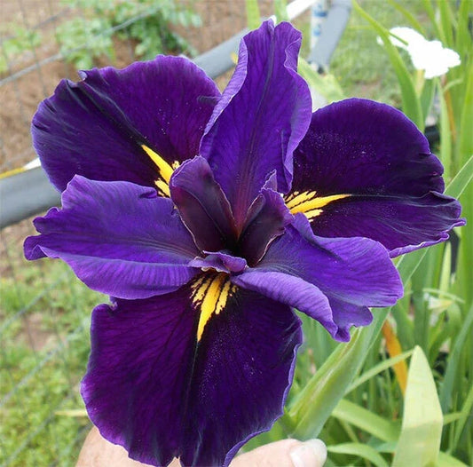 Cold Hardy Louisiana Full Eclipse Iris - Aquatic Pond Plant - Iris 'Full Eclipse' - Buy 2 Get 1 Free