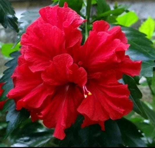 Double Red Hibiscus Starter Live Plant - 5 to 7 Inches Tall - Hibiscus rosa-sinensis