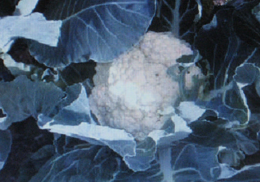 Cauliflower Seeds - Self Blanche Variety - 50 Seeds - Large Head - Brassica oleracea