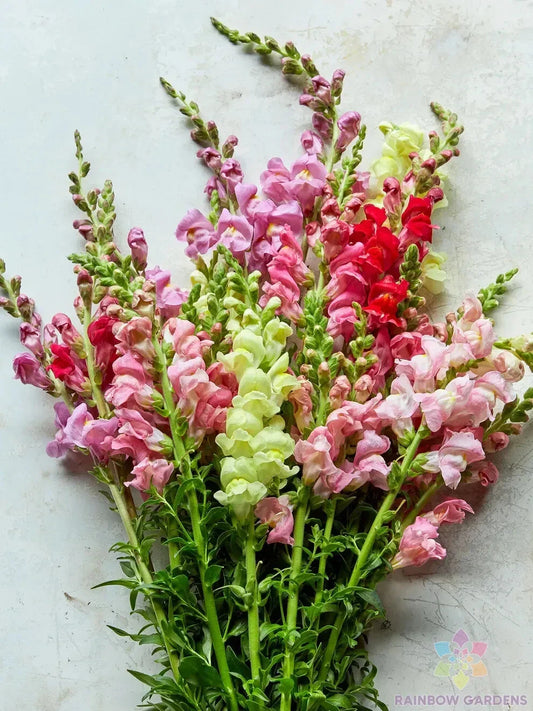 Snapdragon Seeds Mix - 1000+ Premium Garden Seeds - Colorful Blend - Antirrhinum majus - USA Grown