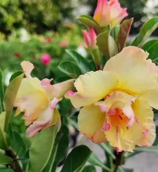 Desert Rose Plant, Gallon Pot, Yellow with Pink Shades, Adenium obesum