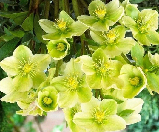 Hellebore Live Plant with Roots, Snow Love Winter Magic, Perennial Flower for Garden, Helleborus niger