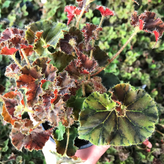 Begonia Plant 2.5" Pot Compact Indoor Variety Kevin Whitecotton (Begonia)