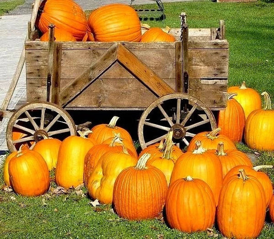 Large Jack O Lantern Pumpkin Seeds - Heirloom Carving Pumpkin - 25-40 lbs - Cucurbita pepo