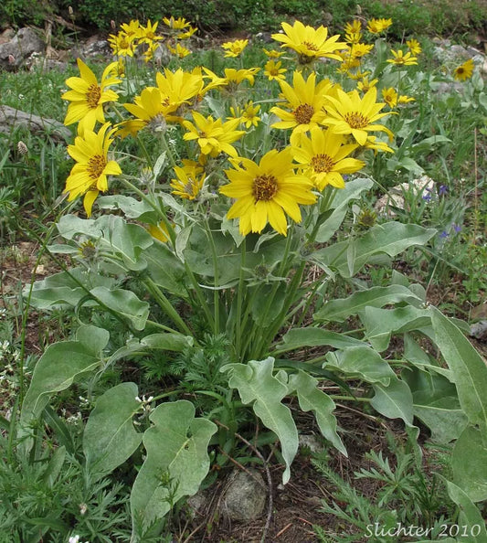 50 Seeds Balsam Root Wild Sunflower, Arrowleaf Balsamroot, Pack of 50 Seeds (Isomeris arborea) - GroCo