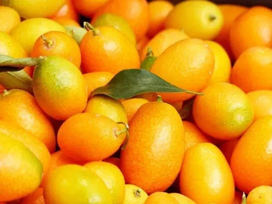 Nagami Kumquat Seeds - 12 Pack - Citrus Japonica - Fresh, Non-GMO, USA Seller - 2024 Crop