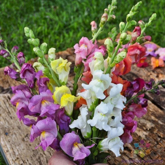 Rocket Mix Snapdragon Seeds - 1000+ Seeds for Garden Planting - Antirrhinum majus - USA Grown, Free Shipping