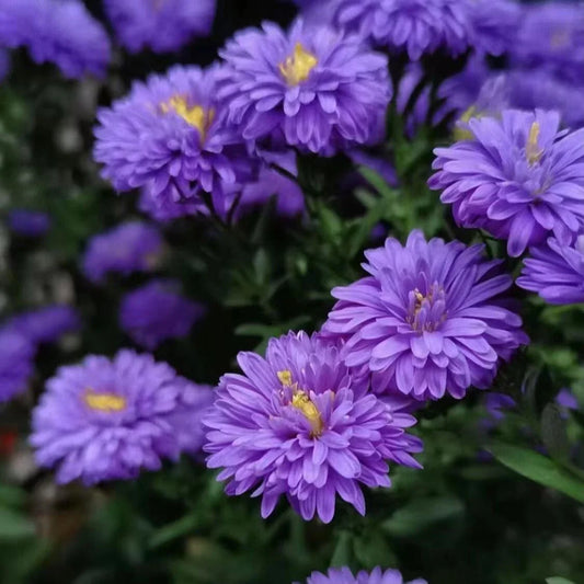 New England Aster Seeds - 500+ Purple Perennial Native Wildflower - Aster novae-angliae - USA Grown