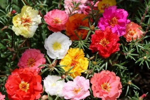 Moss Rose Seeds - 1000 Count - Portulaca Double Mix - GroCo*