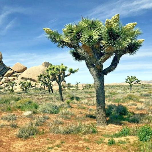 Joshua Tree Seeds - Rare Yucca Plant Seeds - Cacti Succulent Flowering Variety - Yucca brevifolia