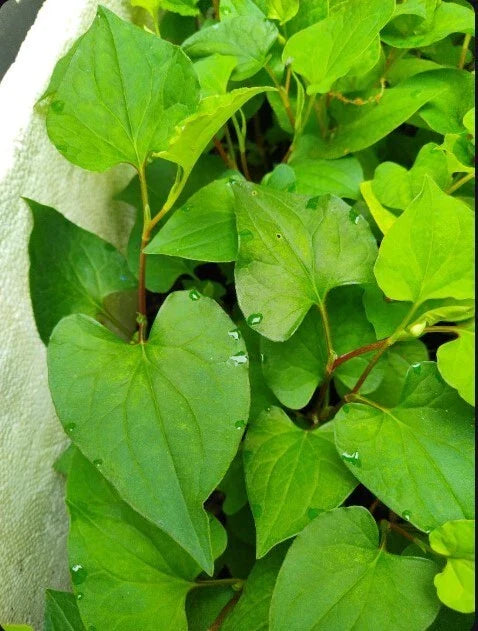 Live Bare Root Fish Mint Plants - Houttuynia Cordata Asian Herb - 10 Pack Diếp Cá