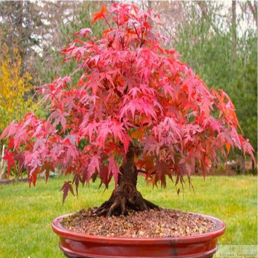 Red Japanese Maple Tree Seeds - 20 Pack, Acer Palmatum Atropurpureum, Bonsai Planting, Stunning Autumn Foliage