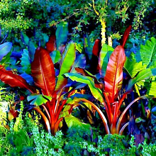 Red Abyssinian False Banana Plant Seeds - 5 Rare Musa Ensete ventricosum Seeds for Tropical Gardens and Landscaping