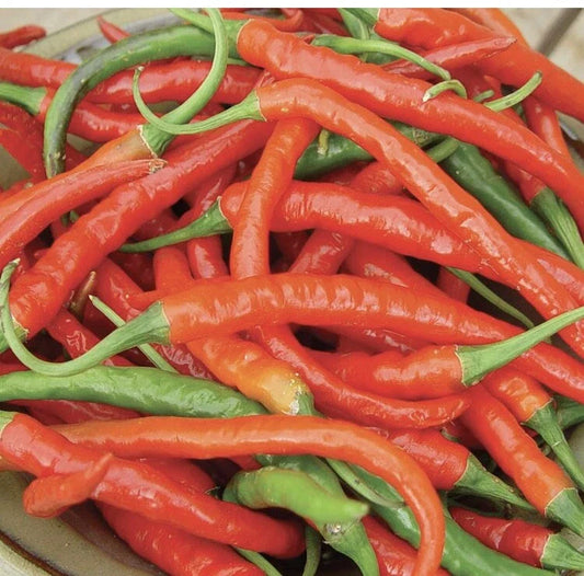 Cayenne Pepper Seeds 50+ Long Red Slim Hot Non-GMO Capsicum annuum USA Free Shipping