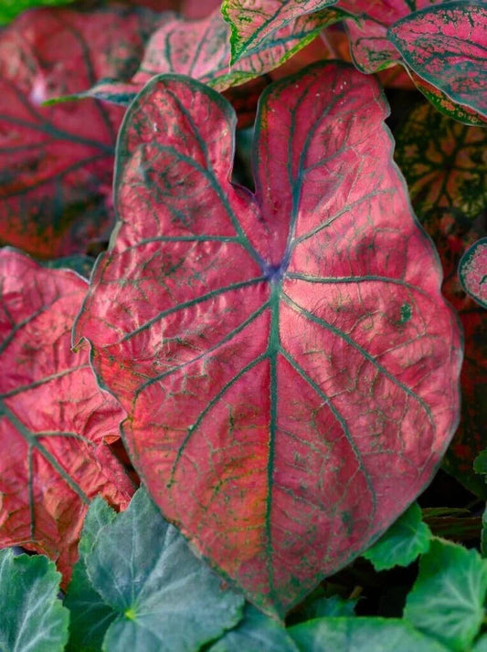 Caladium Bulbs for Planting - Festiva Variety (6 Bulbs) - Hosta, Elephant Ears, Fancy - Colorful Foliage