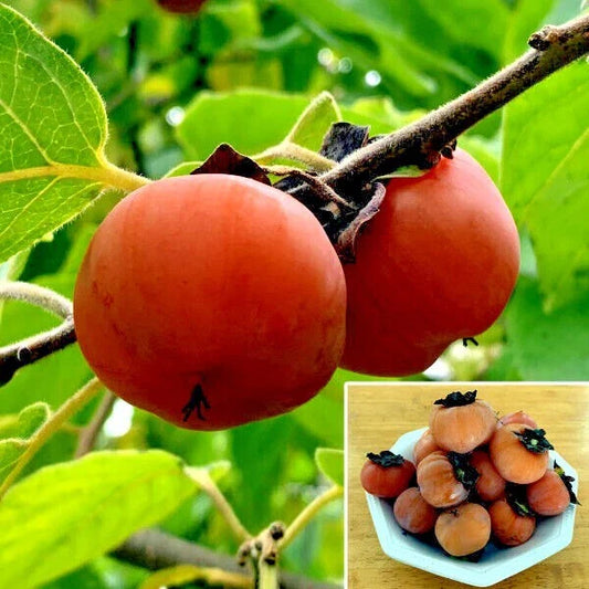 Persimmon Tree Seeds - Sugar Plum Variety - Diospyros Virginiana - Cold Hardy 4-9 - Fruit Plant for Home Garden